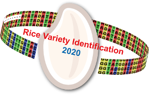 ICC WEBINAR: A new protocol for Rice Variety Identification