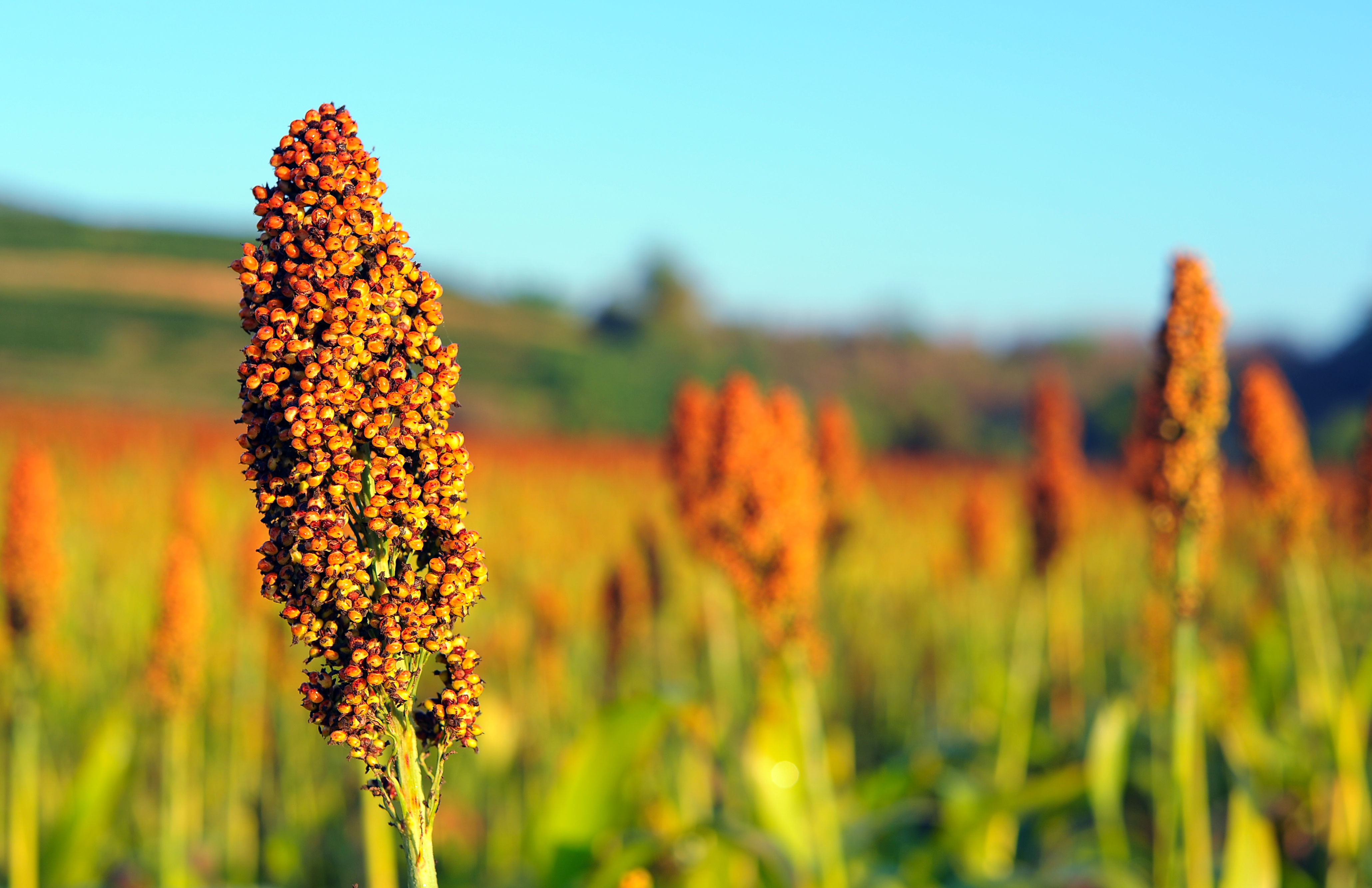 Invitation to host the Global Sorghum Conference in 2022 or 2023